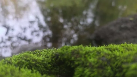 Macro View Of Vibrant Green Moss With Calm River Water Behind Stock Footage 348063148