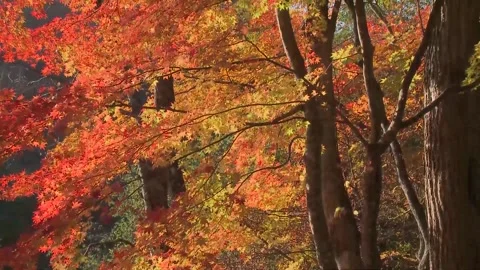 Macro View of Vibrant Orange and Yellow Leaves Stock Footage 346189956