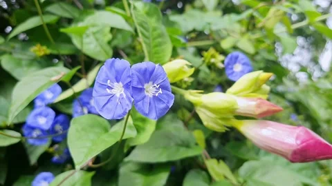 Macro view of vibrant Skyblue clustervine flowers bloom brightly under warm.. Video stock 325762995
