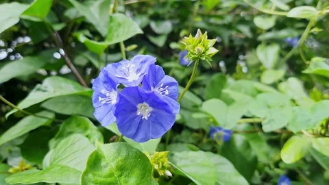 Macro view of a vibrant Skyblue clustervine flowers bloom brightly under wa.. Video stock 325763816
