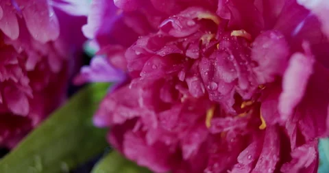 Macro view of violet peony flowers on dark background, slow motion Stock Footage 133590713