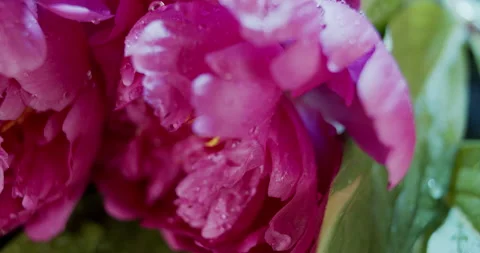 Macro view of violet peony flowers on dark background, slow motion Video stock 133591038