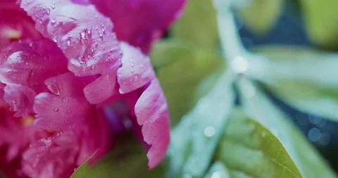 Macro view of violet peony flowers on dark background, slow motion Stock Footage 134690811