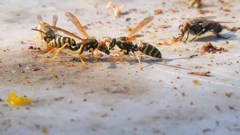 Macro View On Wasp bee fly and ants Eating Honey Stock Footage