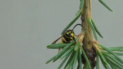 Macro view on wasp Stock Footage 81019062