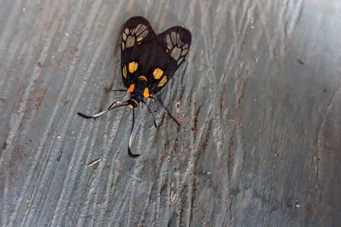 Macro view of wasp moth Stock Photos