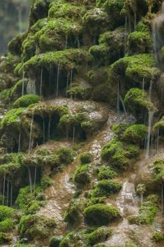 Macro view of water dripping through dense green moss on a rocky cliffside. Fotos de archivo
