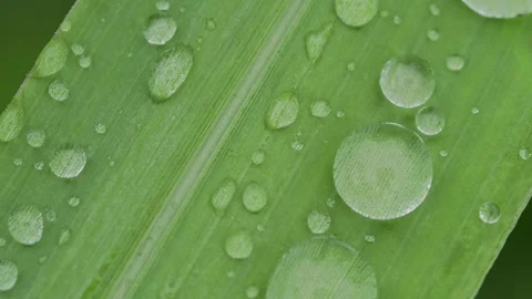 Macro View of Water Droplets on Green Leaf Surface After Rain Видео 336844667