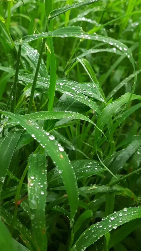 Macro View of Water Droplets on Green Grass 스톡 동영상 342031910