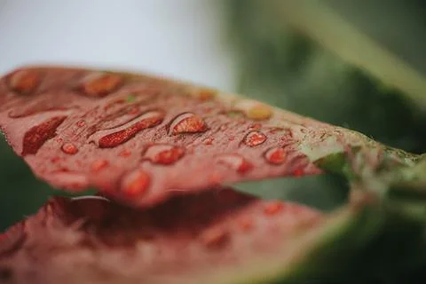 Macro view of water droplets on a reddish leaf. 스톡 사진