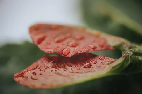 Macro view of water droplets on a reddish leaf. 스톡 사진