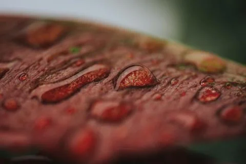 Macro view of water droplets on a reddish leaf. 스톡 사진