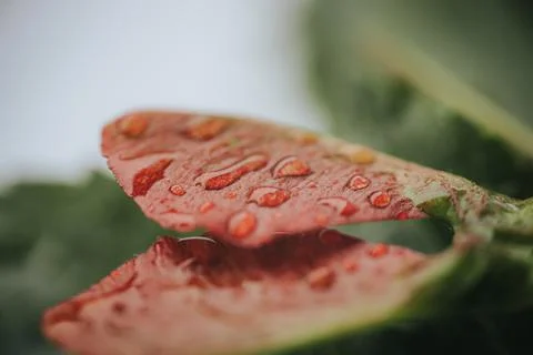 Macro view of water droplets on a reddish leaf. 스톡 사진