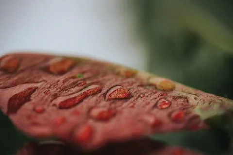 Macro view of water droplets on a reddish leaf. 스톡 사진