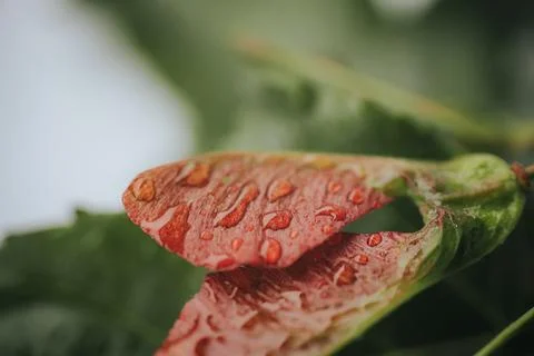 Macro view of water droplets on a reddish leaf, with soft green. 스톡 사진