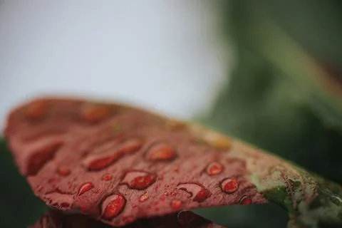 Macro view of water droplets on a reddish leaf, with soft green. Stock Photos