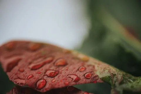 Macro view of water droplets on a reddish leaf, with soft green. Stock Photos