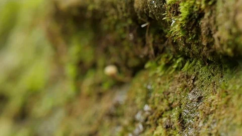 Macro View of Water Drops Flow Down by Moss Streaks of Pure Water on a Rock 動画素材 71633088