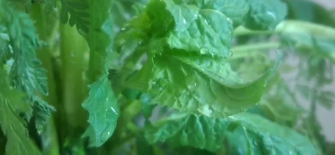 ​Macro View of Water Drops on Fresh Green Leaves 動画素材 334439249