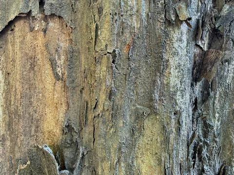 Macro View of Weathered Peeling Tree Bark Texture Stock Photos