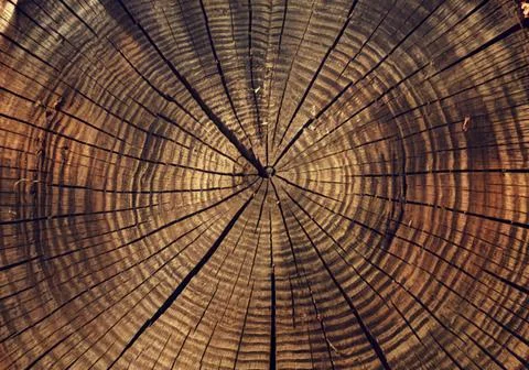 Macro view of a weathered tree trunk cross section showing annual growth ri.. Stock Photos