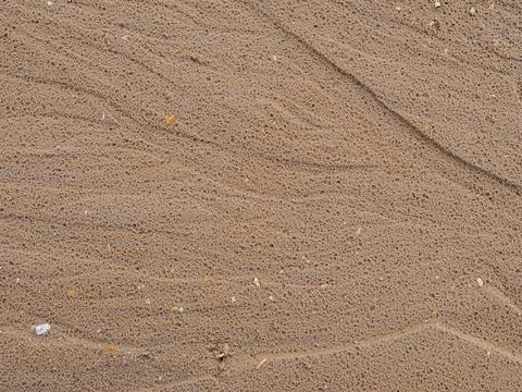 Macro view of wet beach sand with porous texture and shell particles Foto stock