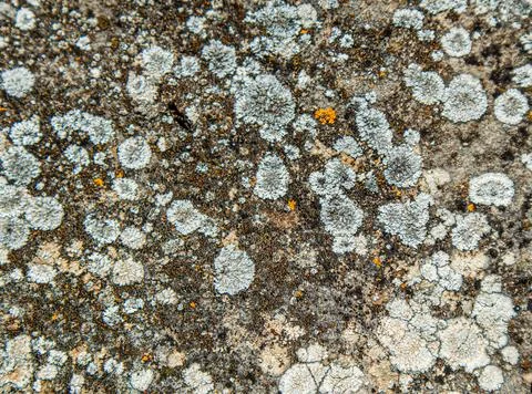 Macro view of white and orange lichen patterns covering rough stone surface.. Stock-Fotos
