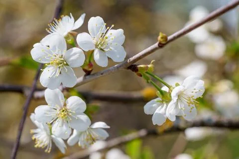 Macro view of white cherry blossoms blooming on a tree branch in spring Stock Photos