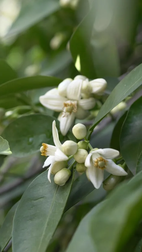 Macro view of white Citrus aurantium blossoms in full bloom, highlighting soft Video stock 331579919