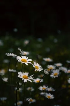 Macro View of White Daisies in Forest Greenery Stock Photos