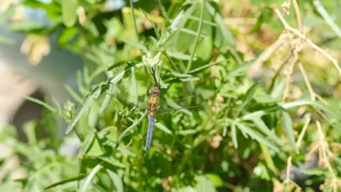 Macro view of wild Dragonfly insect leaving on spring meadow ecosystem,wildlife Stock Footage 253115377