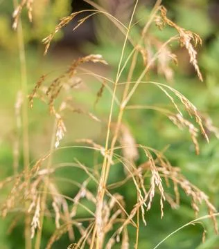 Macro view of wild grass blades, showing fine textures and details of the pla Stock Photos