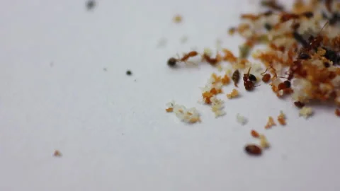 Macro view of wildlife red ants, animal insect. Stock Footage 220822332