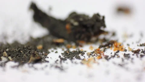 Macro view of wildlife red ants, animal insect. Stock Footage 220822335