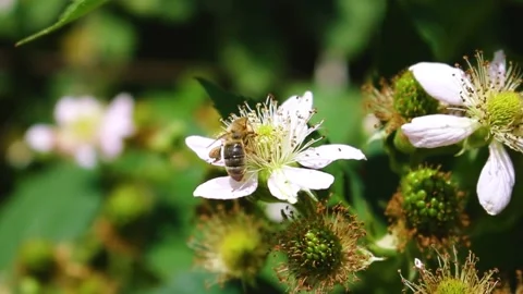 Macro view of a worker bee flying on a blackberry flower, sitting on blooming Stock Footage 168667407