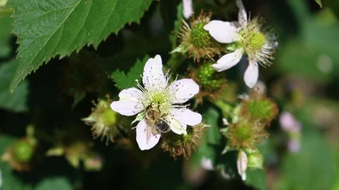 Macro view of a worker bee flying on a blackberry flower, sitting on blooming Stock Footage 169092758