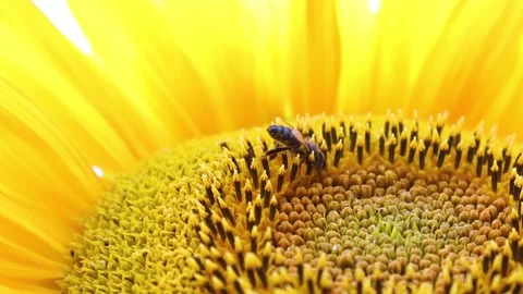 Macro view of worker bee on sunflower flower collecting nectar pollen. Stock Footage 168666299