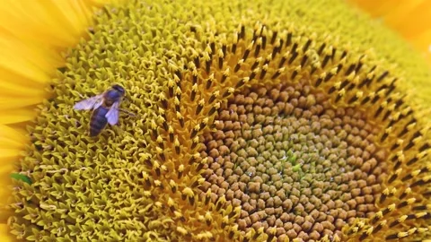 Macro view of worker bee on sunflower flower collecting nectar pollen. Stock Footage 169093806