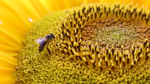 Macro view of worker bee on sunflower flower collecting nectar pollen. Pollinati Stock Footage 169093824