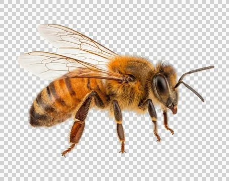 Macro view of a worker honey bee showing intricate details on wings and fuz.. Stock Photos