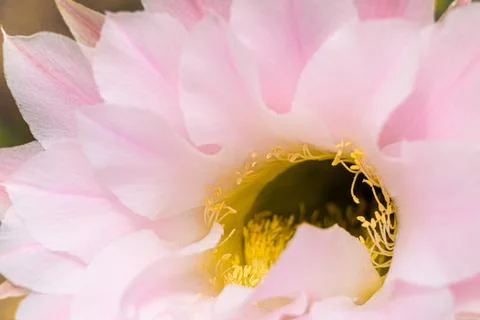 Macro view of yellow anthers. Blurry pink cactus flower. Nature background. Stock Photos