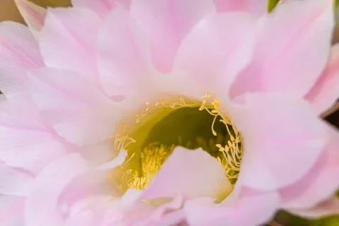 Macro view of yellow anthers. Blurry pink cactus flower. Nature background. Stock Photos