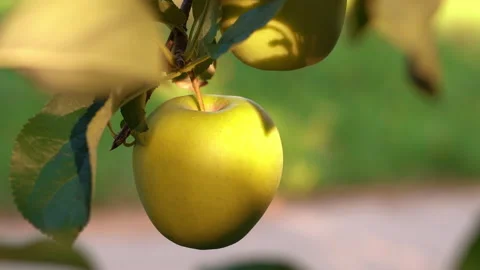 Macro view of a yellow apple illuminated by the sun rays.Italy Stock Footage