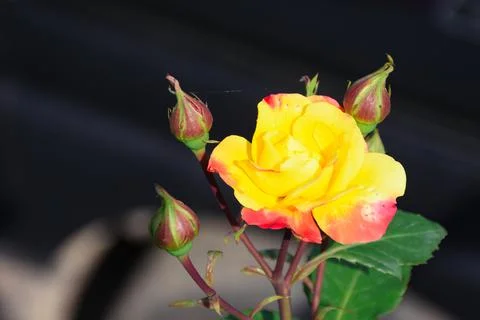 Macro view of Yellow bloomed rose and bud . Stock Photos