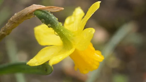 Macro view of yellow daffodil flower with raindrops on green stem Stock Footage 330858097