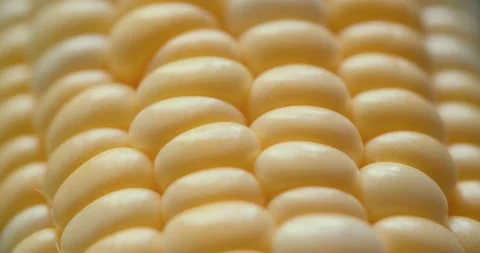 Macro View Yellow Grains Corn Cob Background Food Organic Close Up. Closeup Stock Footage 138576265