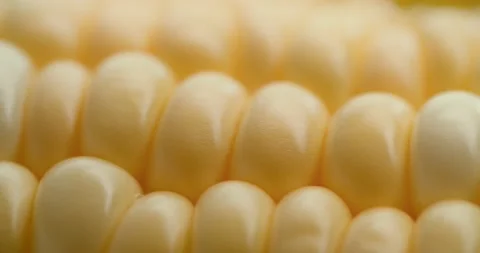 Macro View Yellow Grains Corn Cob Background Food Organic Close Up. Closeup Stock Footage 138578027