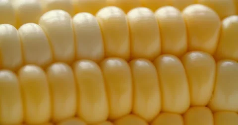 Macro View Yellow Grains Corn Cob Background Food Organic Close Up. Closeup Stock Footage 139390242