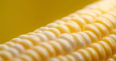 Macro View Yellow Grains Corn Cob Background Food Organic Close Up. Closeup Stock Footage 139390447