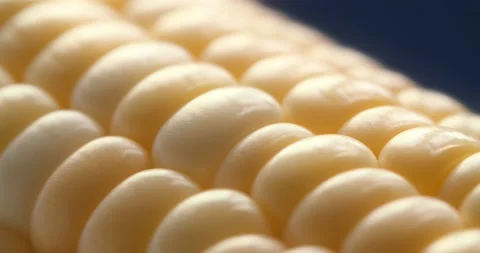 Macro View Yellow Grains Corn Cob Background Food Organic Close Up. Closeup Stock-Footage 145421794